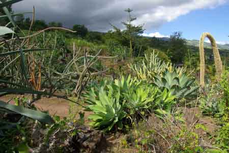 Conservatoire botanique de Mascarin  Île de la Réunion 