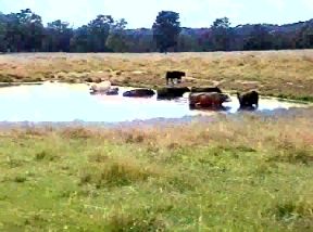 cattle