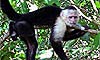 singe capucin