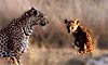 voyage et Safari en Afrique