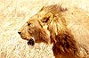 safari en Tanzanie