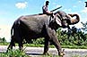 elephant du Sri Lanka