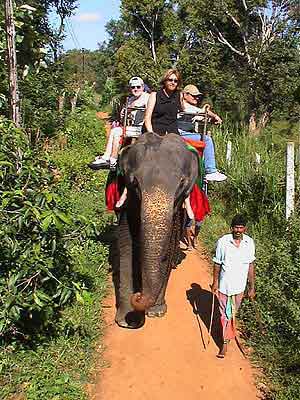 ballade  dos d'elephant Sri Lanka