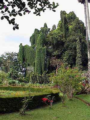 Kandy jardin botanique Sri Lanka