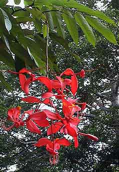 fleur   Sri lanka 