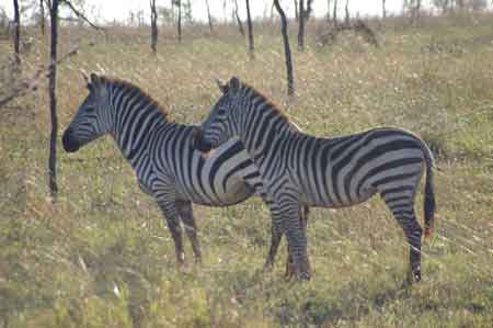 Serengeti  Tanzanie Safari Masai Mara