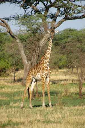 Serengeti  Tanzanie Safari Masai Mara