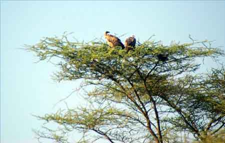 Serengeti  Tanzanie Safari Masai Mara