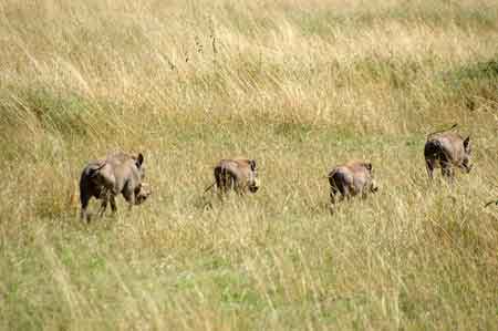 Serengeti  Tanzanie Safari Masai Mara