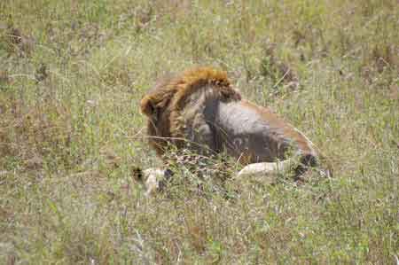 Serengeti  Tanzanie Safari Masai Mara