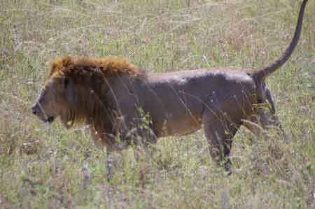 Serengeti  Tanzanie Safari Masai Mara