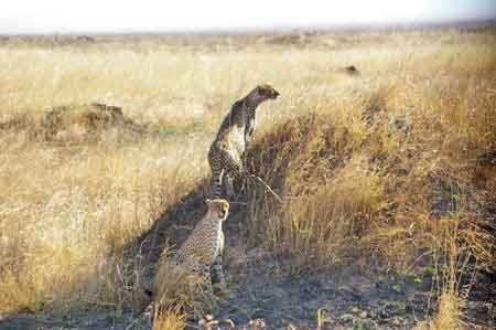 Serengeti HyèneTanzanie Safari Masai Mara