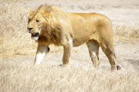  lion Cratère du Ngorongoro Tanzanie Safari 