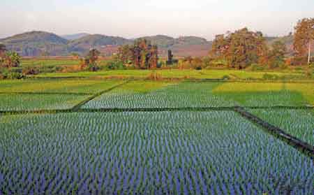 riziere en Thailande