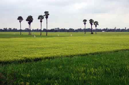 Thaïlande les rizières de Suphanburi 