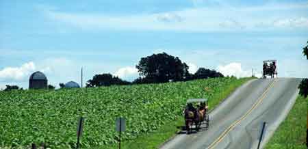 paysage du comt de Lancaster avec les buggys des Amish