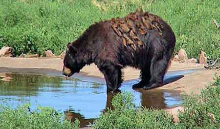 bear country Dakota du sud  