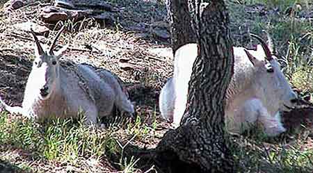 chèvres de montagne, mountain
						goats custer park