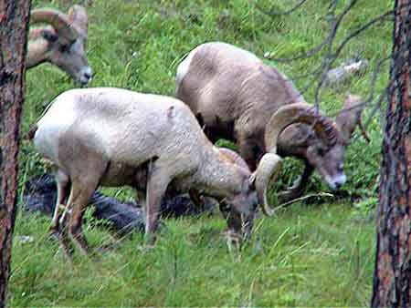 Big horns, des mouflons custer park