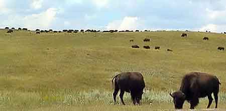 Bison custer state park