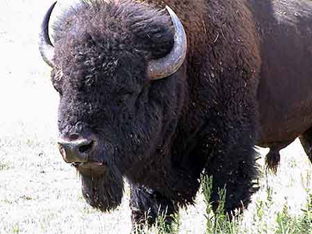 Bisoncuster state park