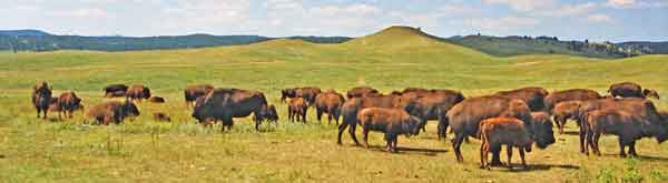 Bison custer state park