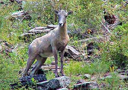 custer park