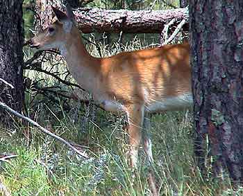 custer park