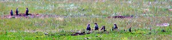 Custer state park Collines noires South Dakota