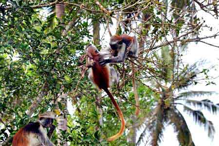 forêt de Jozani colobes roux  Zanzibar Tanzanie