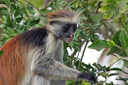 forêt de Jozani colobes roux  Zanzibar Tanzanie