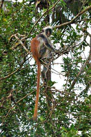 forêt de Jozani  colobes roux Zanzibar Tanzanie