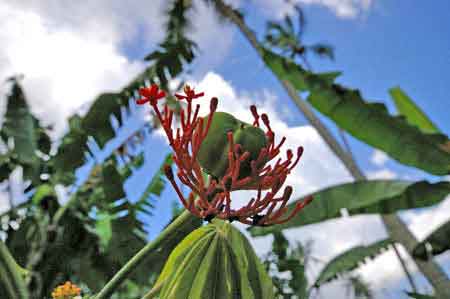 Pomme
						cannelle Zanzibar Tanzanie