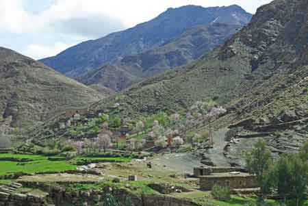 Amandiers en fleurs dans le Haut Atlas