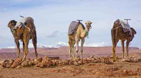 dromadaires dans le Haut Atlas maroccain