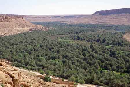 palmeraie de l'oasis du Tafilalet