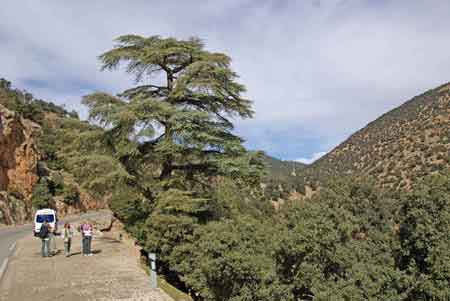 Grand sud maroc - Azrou - Atlas