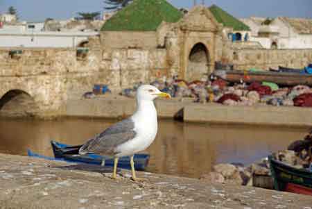 Skala du port d'Essaouira