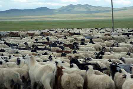 steppe de mongolie, troupeau de moutons et de chèvres