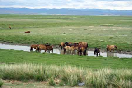 Mongolie : le parc national de Khogno Khan