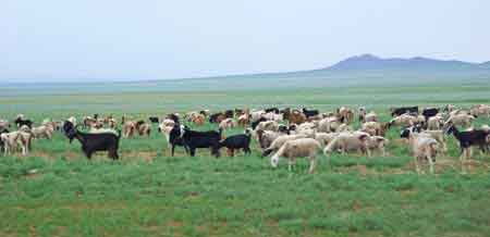 campement de yourtes dans la steppe en Mongolie