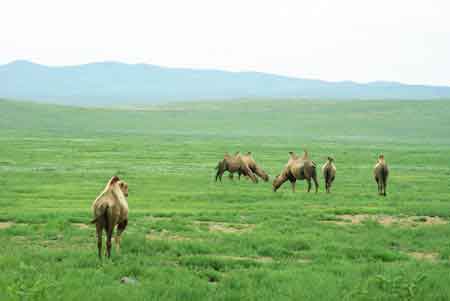 steppe en Mongolie