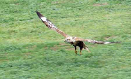 steppe en Mongolie