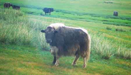yak de Mongolie