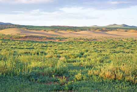 les ables du petit Gobi