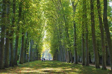 parc du chateau de Versailles