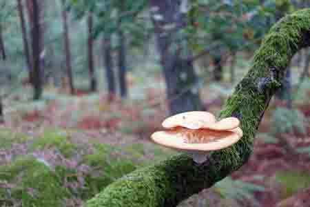 Forêt de Fontainebleau