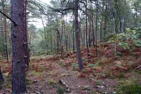 Forêt de Fontainebleau