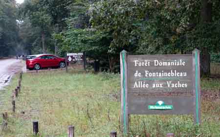 forêt de Fontainelbleau