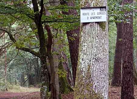 Forêt de Fontainebleau